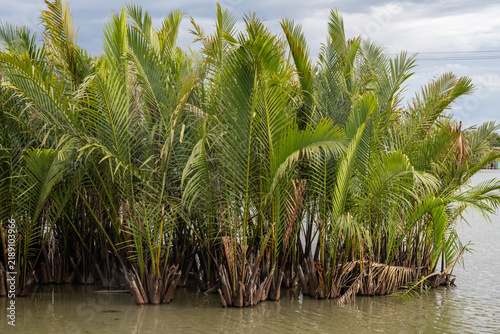 Canvastavla The mangrove forests at the mouth of the Pak Phanang River, they form an important coastal wetland where freshwater meets the Gulf of Thailand