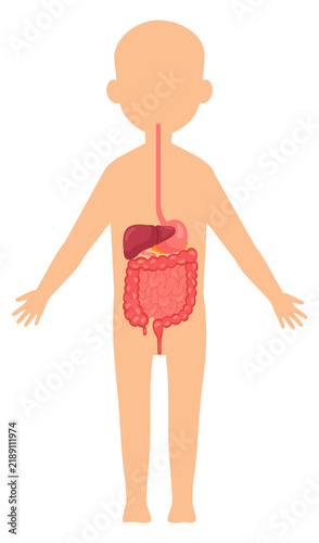 Foto Digestive system. Kid anatomy illustration with human organs