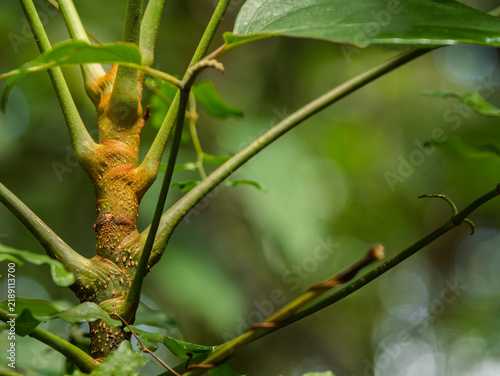 Dysoxylum Or Aglaia Species Stems Have Lenticels