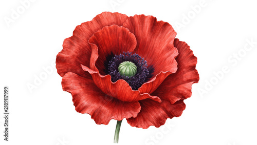 фотографія Vibrant red poppy flower with ruffled petals and dark center, isolated on transp