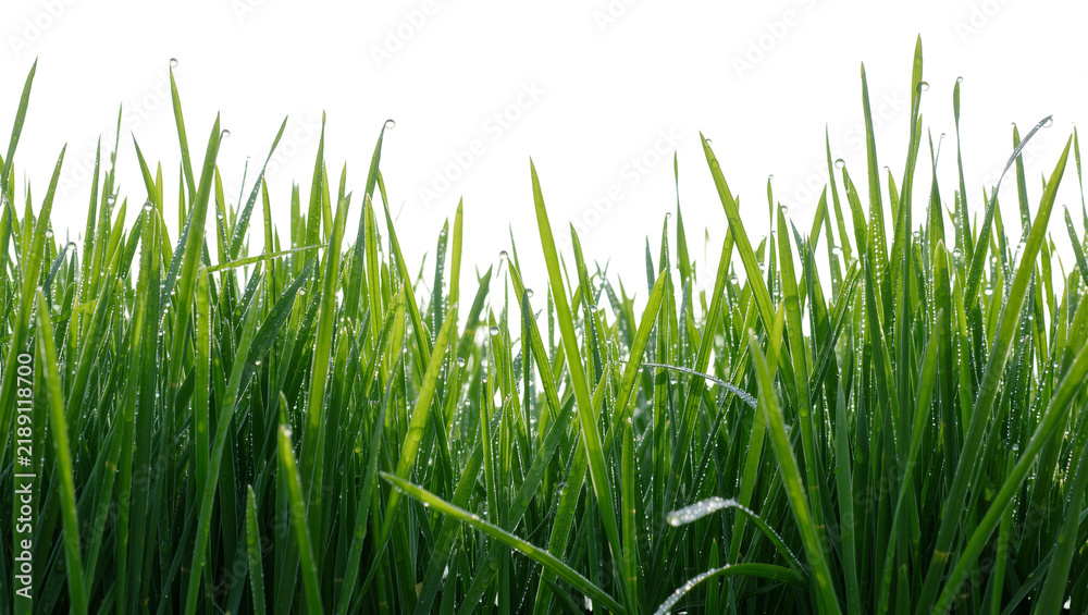 Fototapeta premium Vibrant green grass blades covered in dew drops, isolated on transparent background