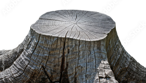 Quadro su tela Weathered gray wooden tree stump with visible growth rings, isolated on transpar
