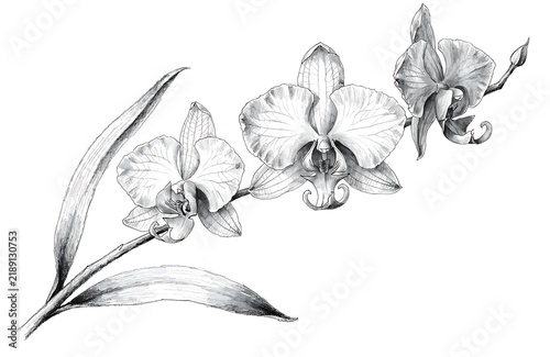 Elegant orchid flowers on a green stem with leaves