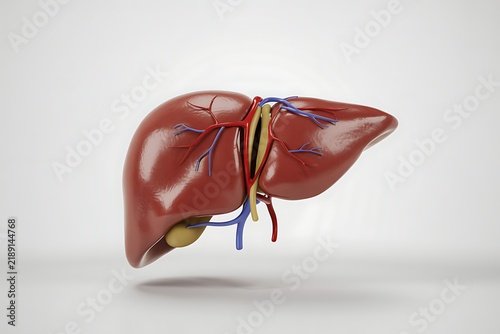 Human liver anatomical model showing gallbladder hepatic blood vessels isolated photo