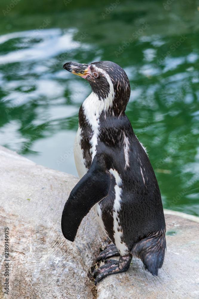 Obraz premium Full-body shot of a black and white penguin standing on a rock