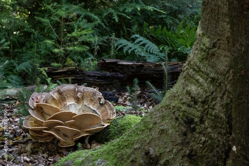 Giant polypore (Meripilus giganteus), Emsland, Lower Saxony, Germany