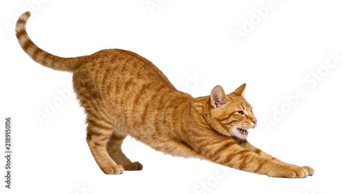 фотографія Orange tabby cat stretching its body, isolated on transparent background