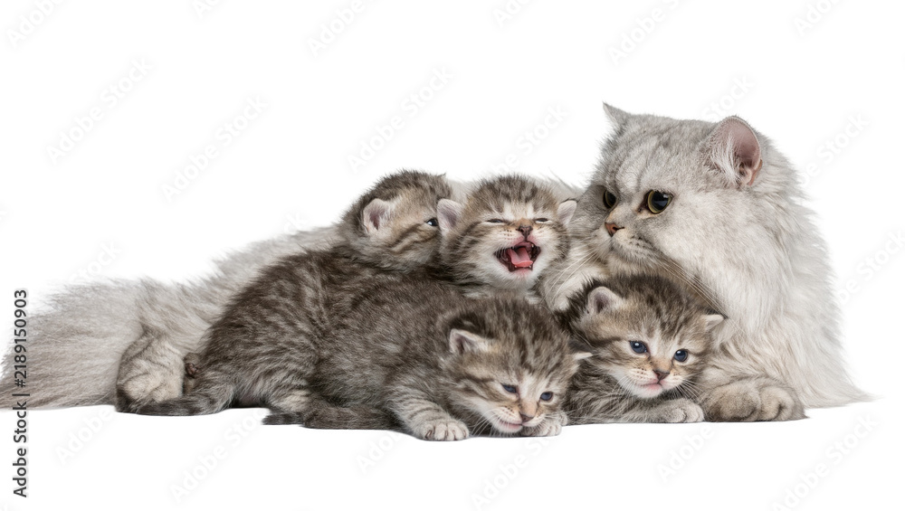 Fototapeta premium Fluffy silver Persian cat mother with four tabby kittens, isolated on transparent background