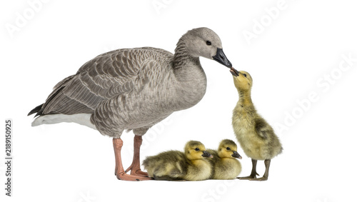 Foto Adult goose feeding its young goslings, isolated on transparent background