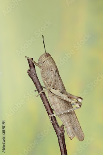 Egyptian locust (Anacridium aegyptium), Camargue, Provence, southern France
