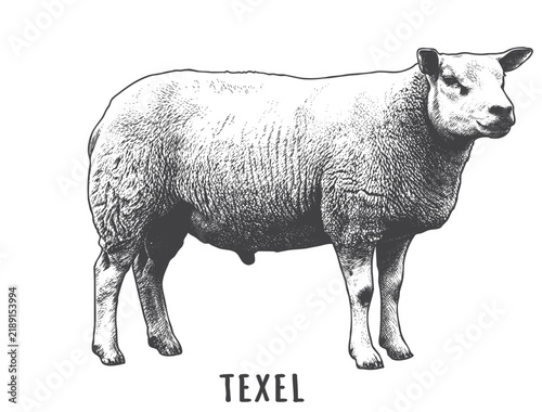 Bild auf Leinwand Vintage Engraved Texel Sheep Illustration