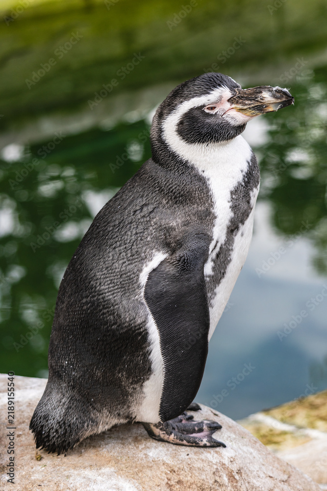 Obraz premium Full-body shot of a black and white penguin standing on a rock