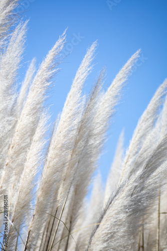 Фотография White pampas grass plumes swaying under clear blue sky
