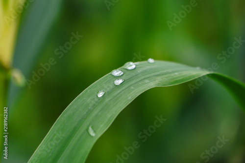 Konstfotografi Close Up of Green Leaf with Water Droplets
