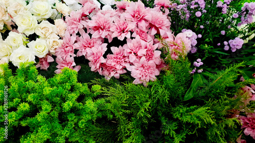 Fotografía Soft pink and white flowers adorn the expanse of lush green foliage