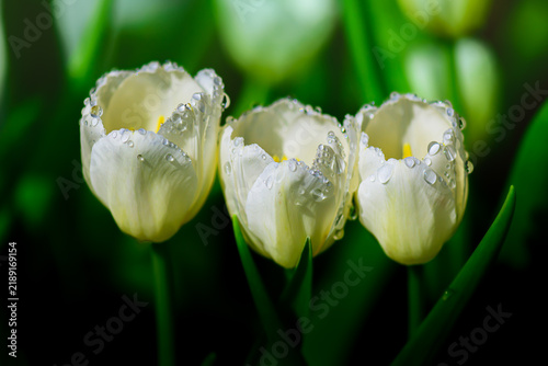 Botanical Macro Series : Three pure white and pale yellow tulip flowers covered with fresh dew drops, photographed in soft morning light against a dark natural green bokeh background.