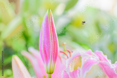 Botanical Macro Series : Close up of a delicate pink lily bud with a tiny bee hovering in soft morning sunlight against green bokeh background.