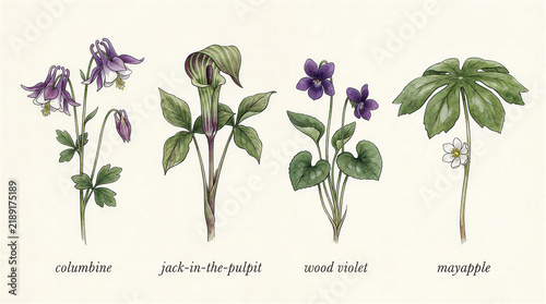 Watercolor illustration of four woodland wildflowers with labels