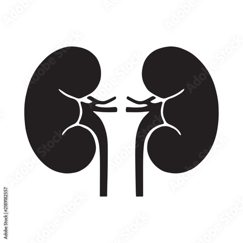 Принти на полотні Kidney anatomy illustration with black silhouette on a white background