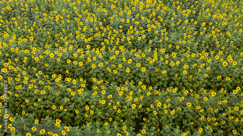 Fotografie Blooming Sunflower Field in the Countryside