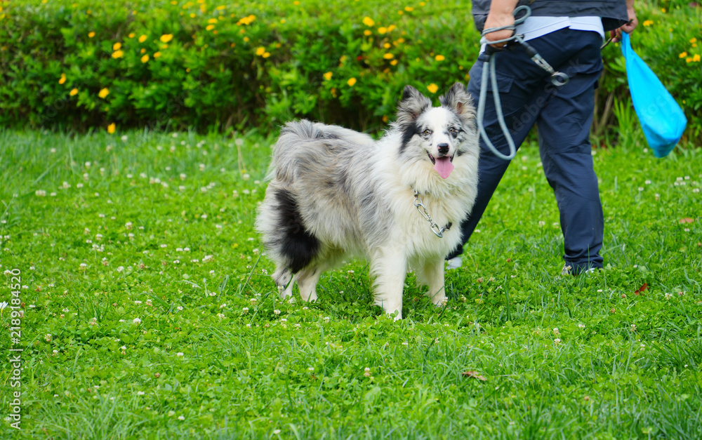 Fototapeta premium Border Collie with Owner Walking in Park