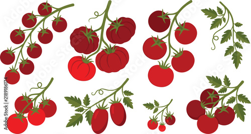 Fresh Red Tomatoes on the Vine Vector Set with Cherry Tomatoes Roma and Heirloom Varieties and Green Leaves for Culinary Design