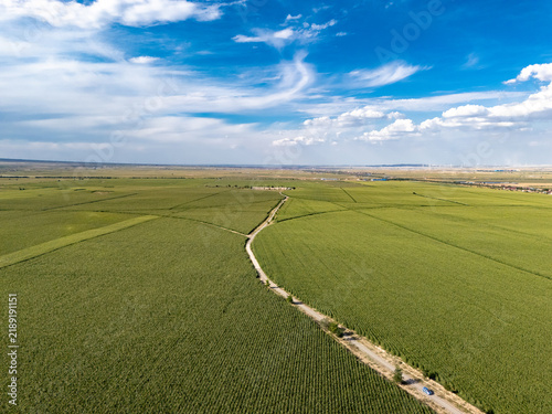 фотографія aerial view of vast green cornfields and dirt road under blue sky