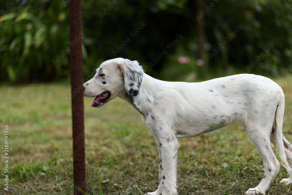 Fototapeta premium White dog stands outdoors on grass beside a metal post, mouth open in a pant. Natural outdoor portrait suitable for pets, outdoor life, or rural scenes.