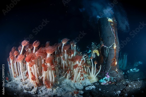 Fotografía Glowing Hydrothermal Vent and Tubeworms in Dark Ocean