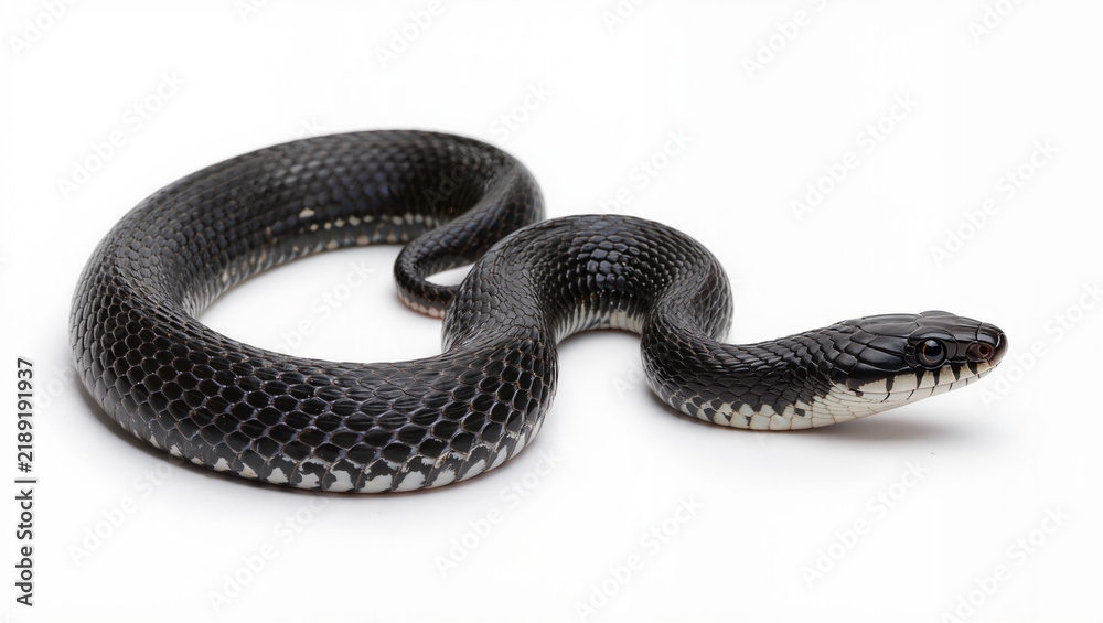 Obraz premium Eastern Rat Snake Isolated on Seamless White Studio Background