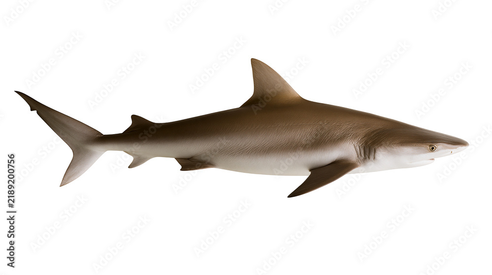 Fototapeta premium Brown shark with pointed fins swimming, isolated on transparent background