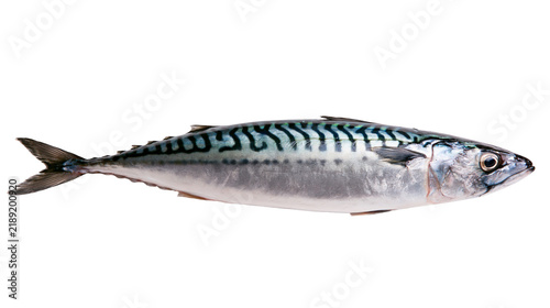 Obraz na plátne Freshly caught Atlantic mackerel with distinctive wavy dark blue stripes, isolat
