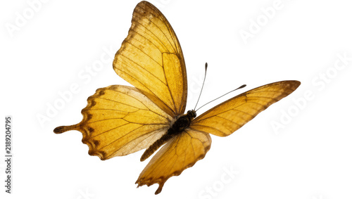 Golden yellow butterfly with delicate wings, isolated on transparent background