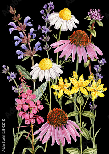 watercolor drawing flowers and medicinal plants at black background, floral backdrop, hand drawn botanical illustration