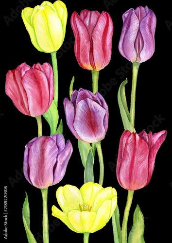 watercolor drawing composition with garden flowers at black background, floral backdrop, hand drawn botanical illustration