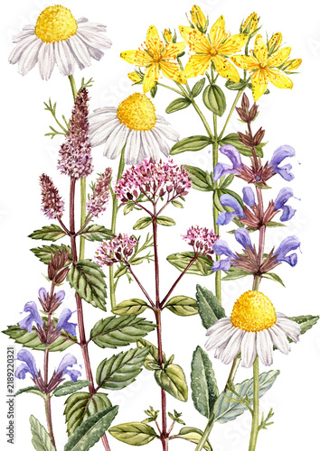 watercolor drawing flowers and medicinal plants at white background, floral backdrop, hand drawn botanical illustration