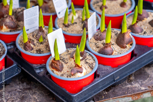 Young tulip sprouts emerging from bulbs in red pots ready for planting