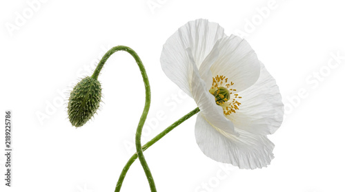 Delicate white poppy flower with soft petals and a fuzzy green bud showing intricate botanical details on transparent background