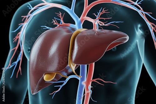 Human Liver Anatomy 3D Illustration Internal Organ System