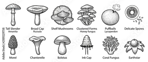 Vintage Botanical Illustrations of Various Mushrooms