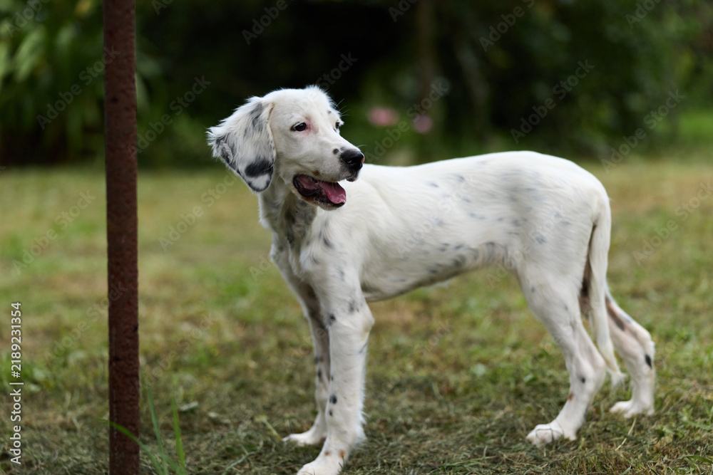 Fototapeta premium White setter puppy standing on green grass in a summer garden. Happy dog with spotted coat and open mouth. Concept of pets, nature, and animal care.