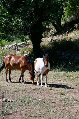 Foto peaceful grazing horses in a rural landscape with two trees and a stone wall on a dirt ground level, slightly elevated view of farm animals in nature scenes, brown and white horses in a idy