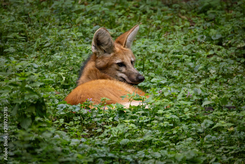 Fotografie A Maned wolf (Chrysocyon brachyurus) resting and looking over its shoulder amids