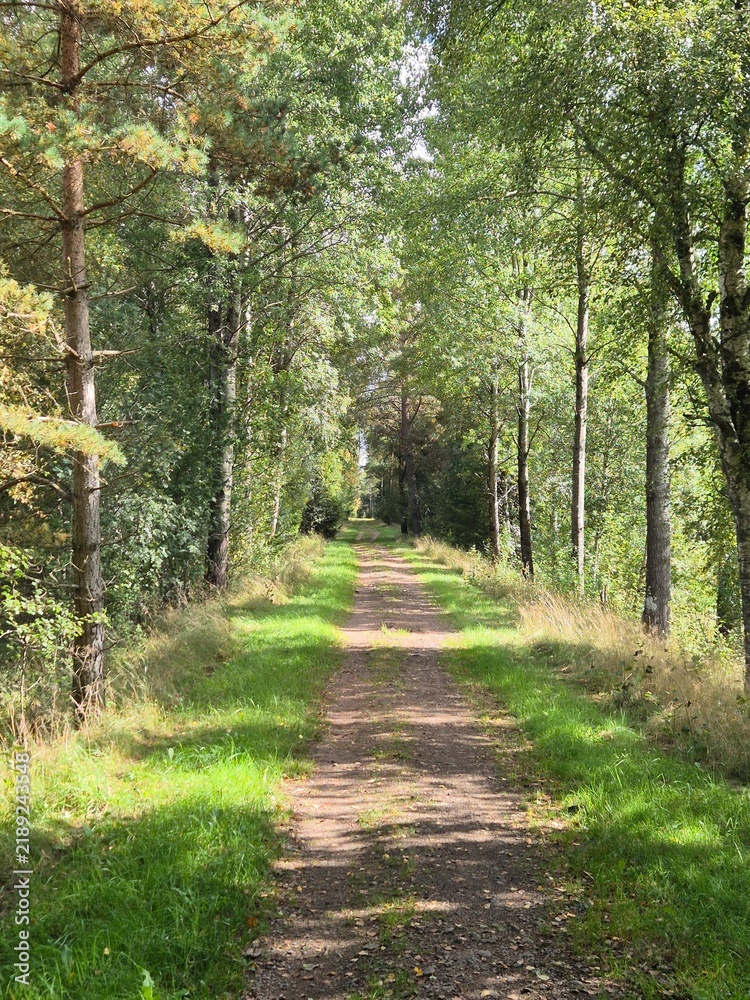 Obraz premium Peaceful Forest Path Through Green Scandinavian Woodland