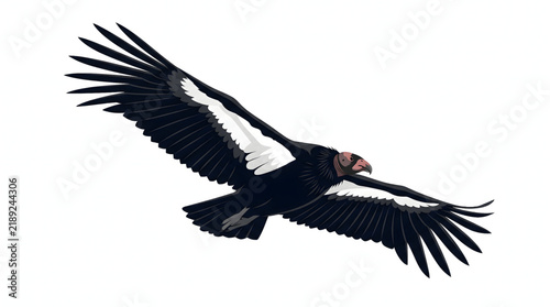 California condor in flight with wings spread wide against a clear blue sky