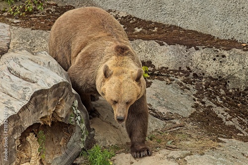Eurasian brown bear (Ursus arctos arctos), the largest apex predator in Northern Europe, Korkeasaari Zoo, Helsinki, Finland, Europe.