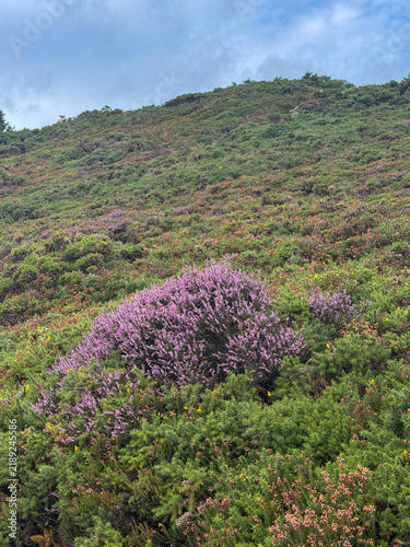 Принти на полотні Vibrant purple heather blooms among dense green gorse across a rugged coastal hillside in Howth, County Dublin, Ireland