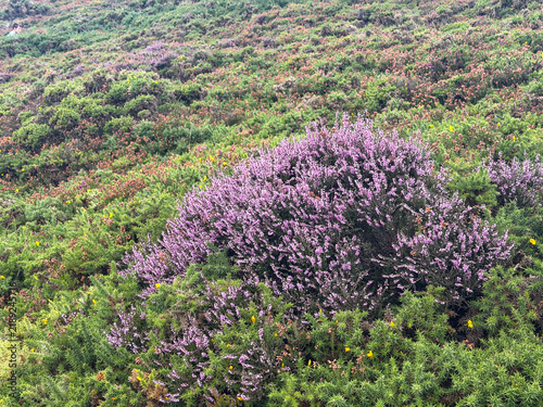Foto Purple heather blooms among dense green gorse and low coastal vegetation on the rugged heathland of Howth in County Dublin, Ireland