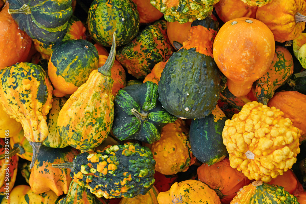 Obraz premium Top view of different types of ornamental gourds