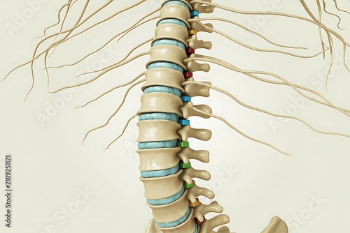Realistic Medical Anatomy Human Spine Vertebrae Nerves Detailed Illustration